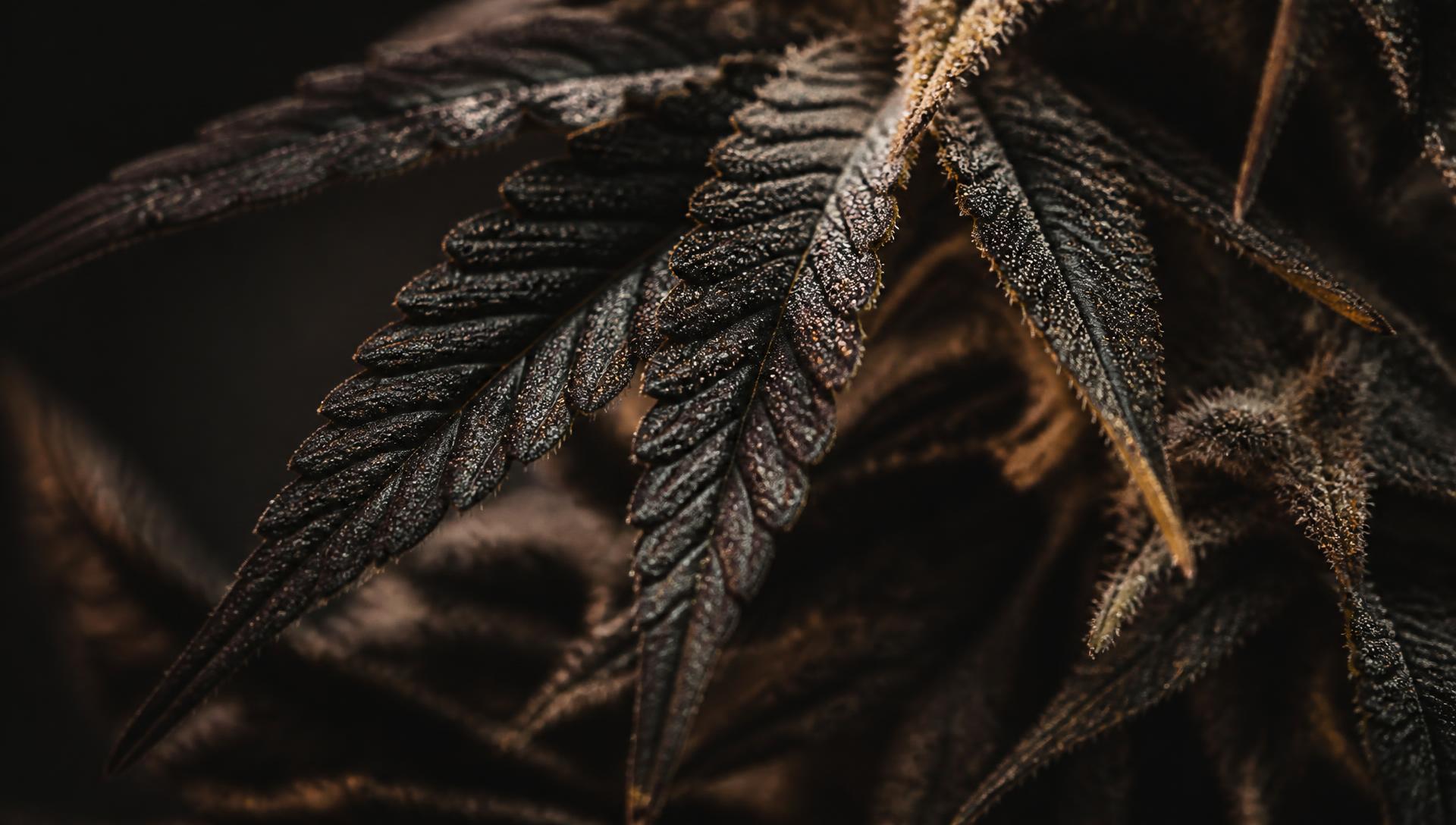 Macro view of cannabis flower grown by Vibes Cannabis Co in Bangor, Maine